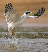 Large-billed Tern