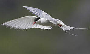 Arctic Tern