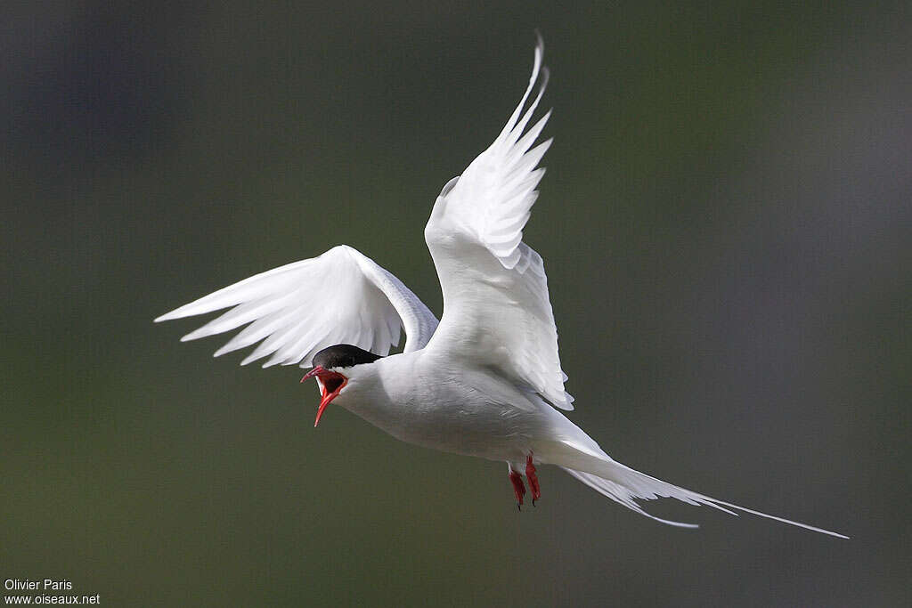 Arctic Ternadult breeding, Flight