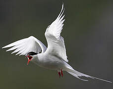 Arctic Tern