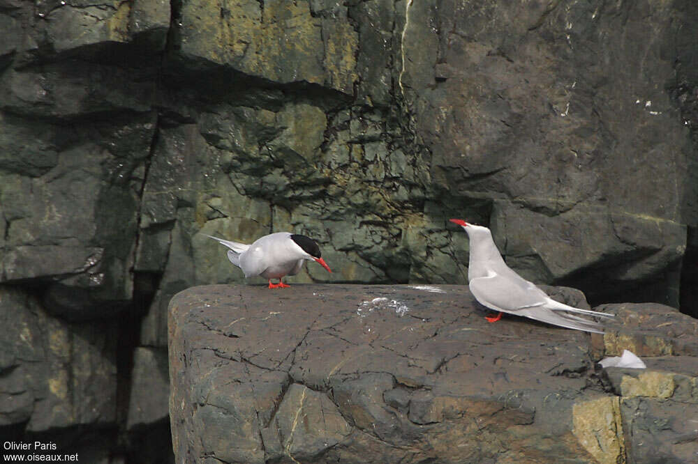 Sterne couronnéeadulte nuptial, habitat, pigmentation