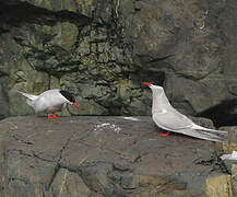 Antarctic Tern