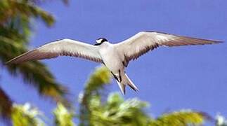 Sooty Tern