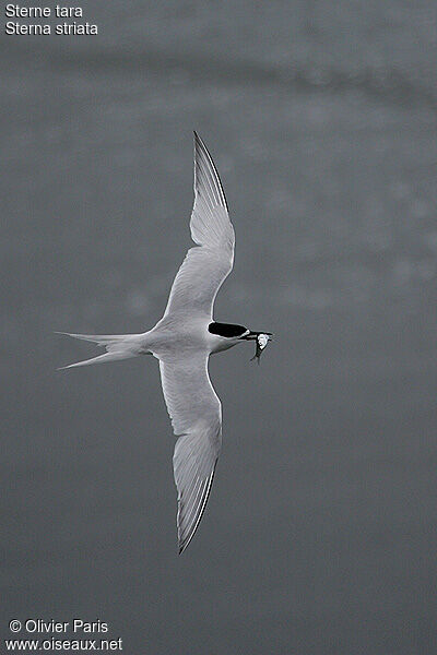 White-fronted Tern