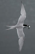 White-fronted Tern