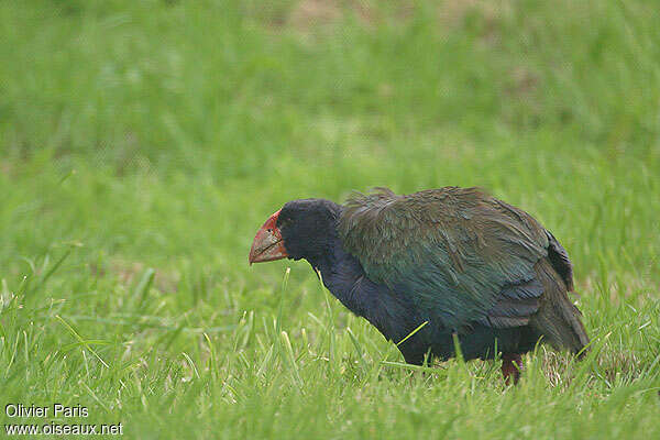 North Island Takahe