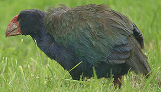 North Island Takahe