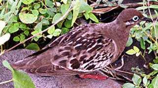 Galapagos Dove