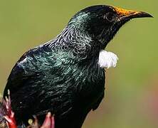 Tui