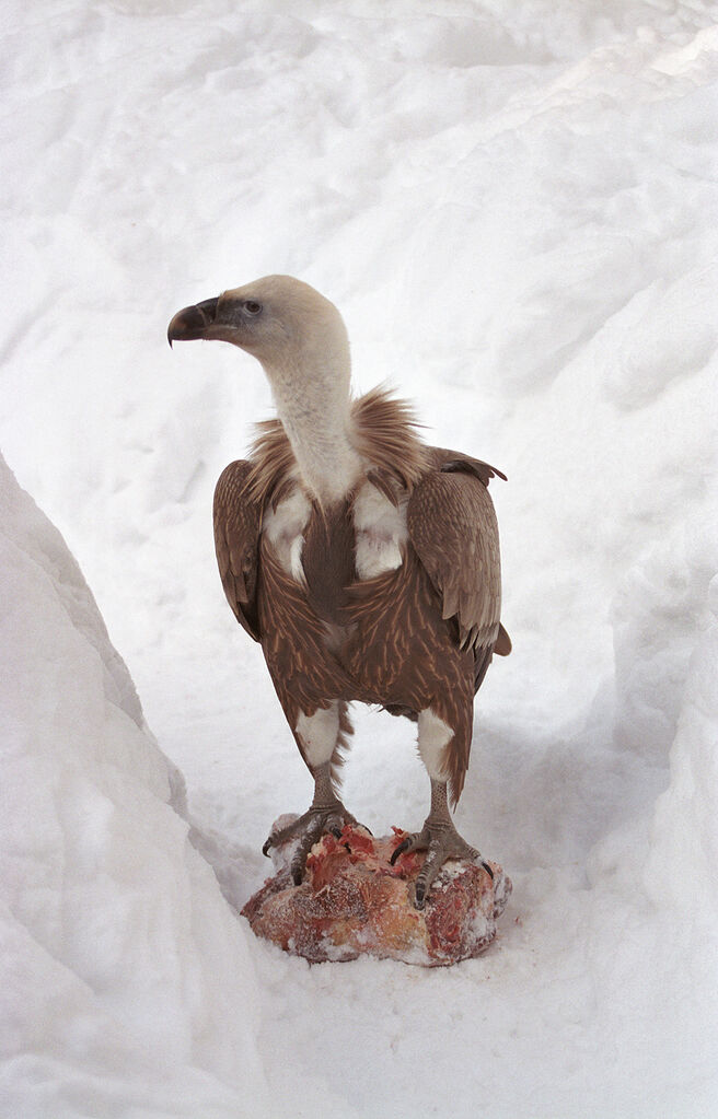 Griffon Vulture