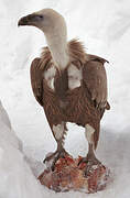 Griffon Vulture