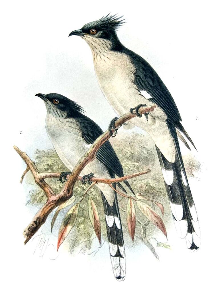 Jacobin Cuckoo