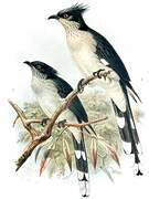 Jacobin Cuckoo