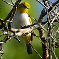 Pale-bellied White-eye