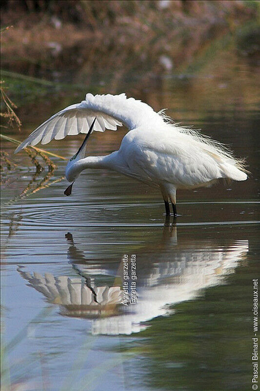 Little Egret