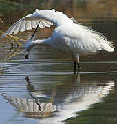 Aigrette garzette