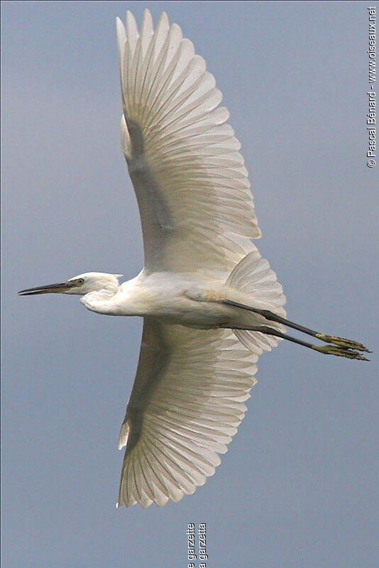 Little Egret