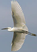 Aigrette garzette