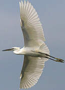 Aigrette garzette