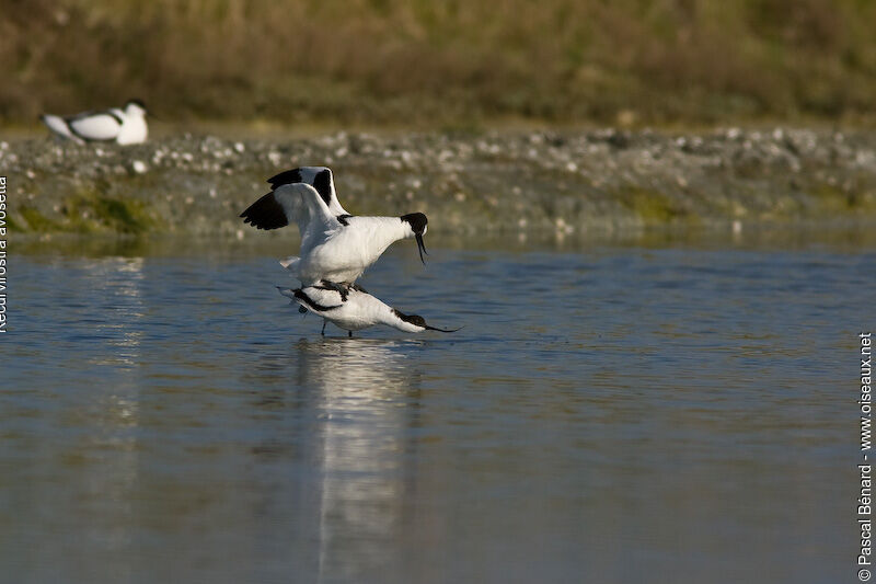 Pied Avocet