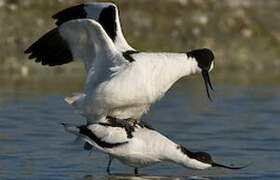 Avocette élégante