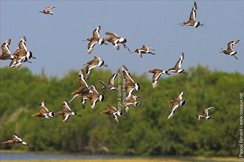 Black-tailed Godwit