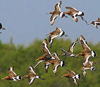 Black-tailed Godwit