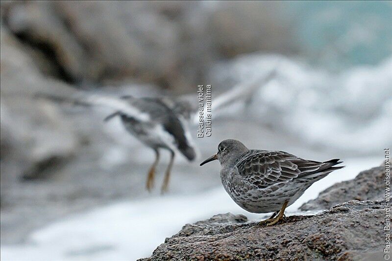 Purple Sandpiper