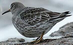 Purple Sandpiper