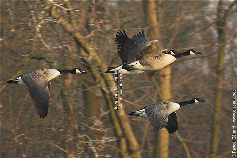 Canada Goose