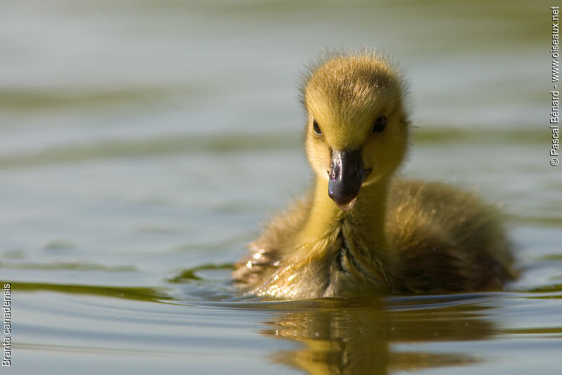 Canada GooseFirst year