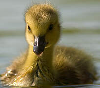 Canada Goose