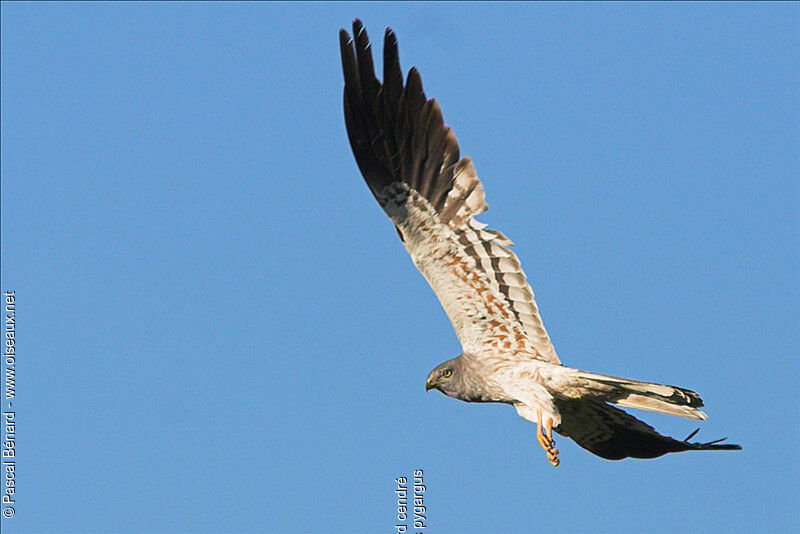 Montagu's Harrier male adult