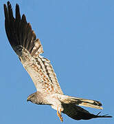 Montagu's Harrier