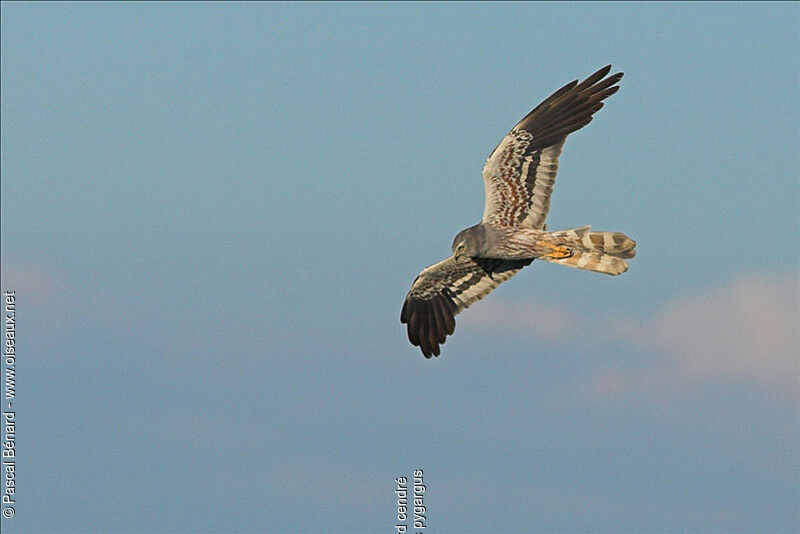 Montagu's Harrier male adult