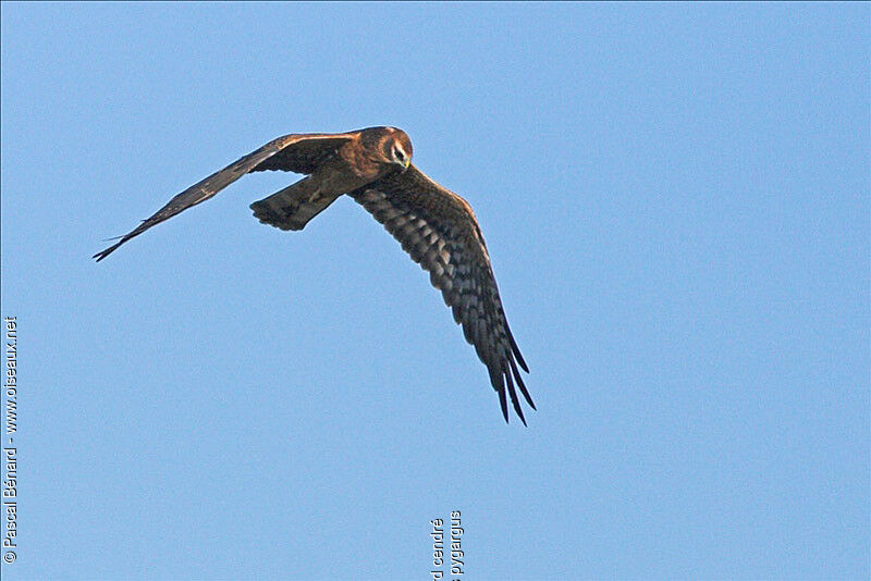 Montagu's Harrierjuvenile