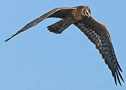 Montagu's Harrier