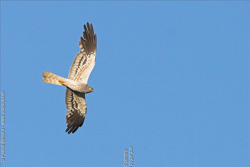 Montagu's Harrier male adult