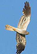 Montagu's Harrier