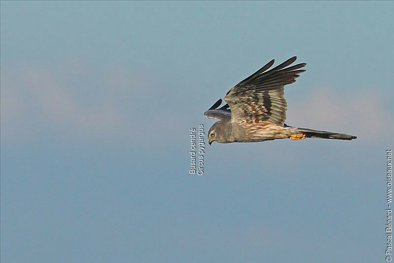 Montagu's Harrier male