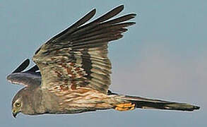 Montagu's Harrier