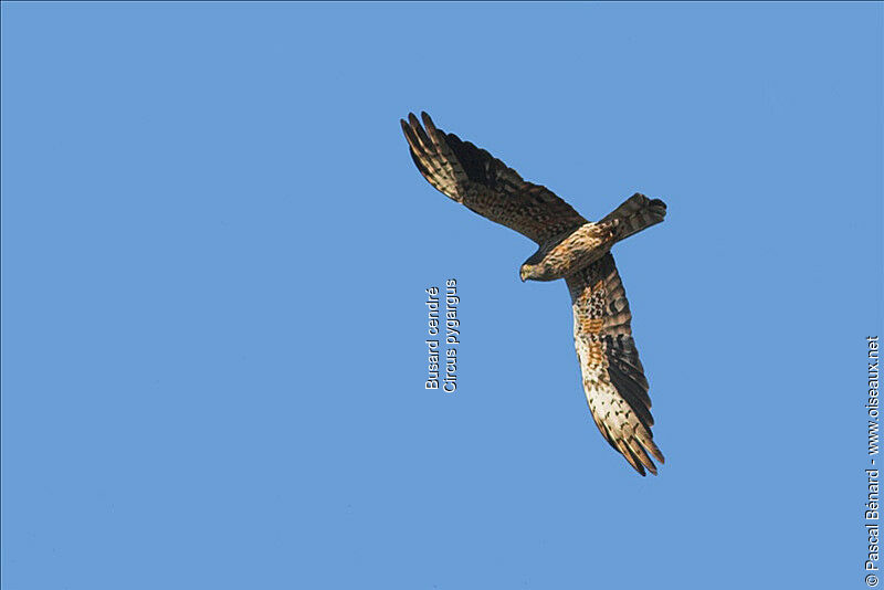 Montagu's Harrier female