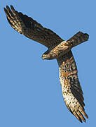 Montagu's Harrier