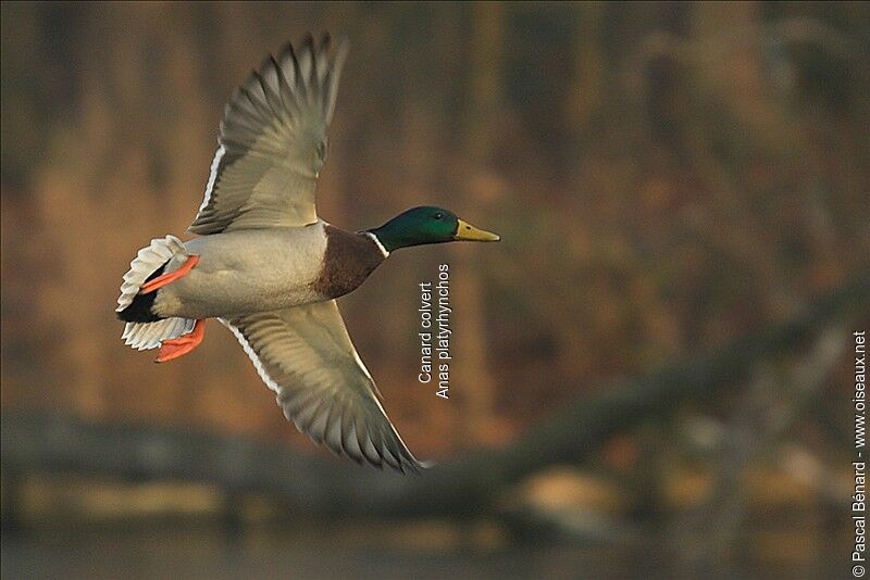 Mallard male adult