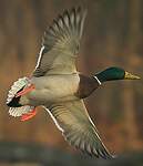 Canard colvert