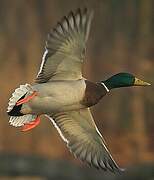 Canard colvert