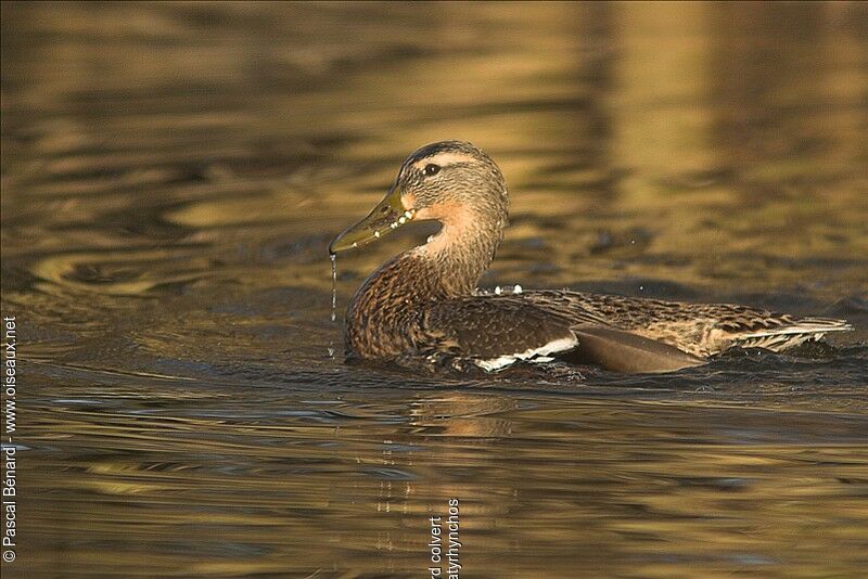 Mallard female