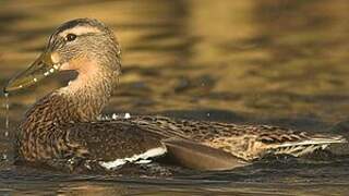 Canard colvert