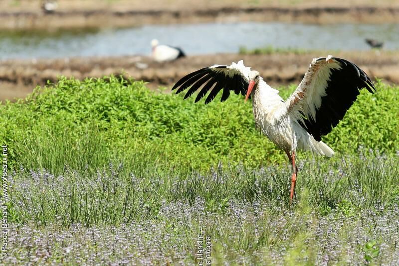 White Stork