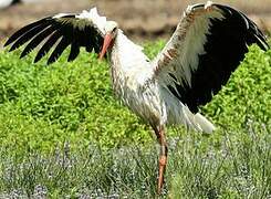 White Stork